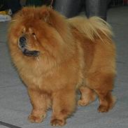 Chow chow Trever of The Chinas Joy