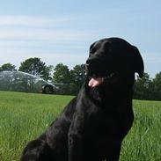 Labrador retriever      Tiger  Stur Lab.(F1)