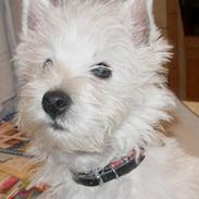 West highland white terrier Breezer