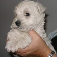 West highland white terrier Breezer