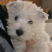 West highland white terrier Breezer