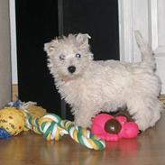 West highland white terrier Breezer