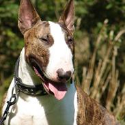 Bullterrier  Nemo  c",)