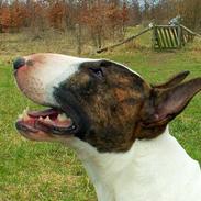 Bullterrier  Nemo  c",)