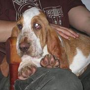 Basset hound Boris Flummer