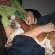 Basset hound Boris Flummer