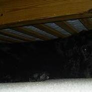 Cocker spaniel Bølle, lille mand