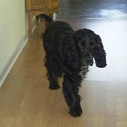 Cocker spaniel Bølle, lille mand