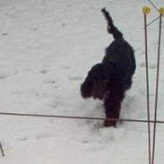 Cocker spaniel Bølle, lille mand