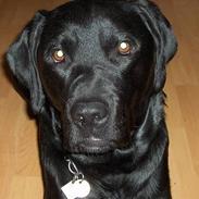 Labrador retriever nemo