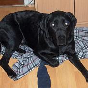 Labrador retriever nemo