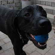 Labrador retriever nemo