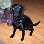 Labrador retriever nemo