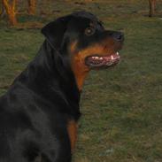 Rottweiler Bozzy