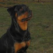 Rottweiler Bozzy