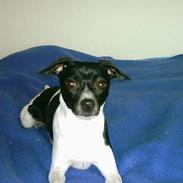 Dansk svensk gaardhund Beauty