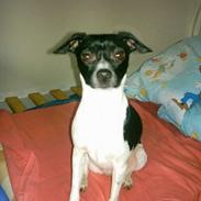 Dansk svensk gaardhund Beauty