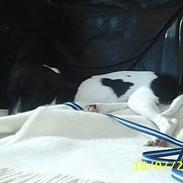 Dansk svensk gaardhund Beauty