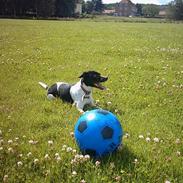 Dansk svensk gaardhund Beauty