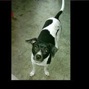 Dansk svensk gaardhund Beauty