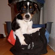 Dansk svensk gaardhund Milan