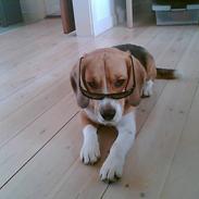 Beagle Oscar