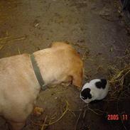 Labrador retriever trunte