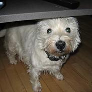 West highland white terrier Tony