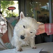 West highland white terrier Tony
