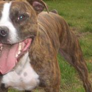 Amerikansk staffordshire terrier tyson