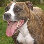 Amerikansk staffordshire terrier tyson