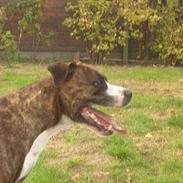 Amerikansk staffordshire terrier tyson