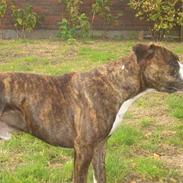 Amerikansk staffordshire terrier tyson