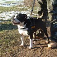 Staffordshire bull terrier Roxystaff Tyson
