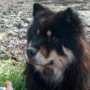 Eurasier Bymosen's Amir.
