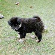 Eurasier Bymosen's Amir.