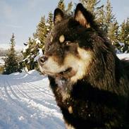 Eurasier Bymosen's Amir.