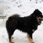 Eurasier Bymosen's Amir.