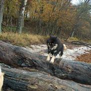 Eurasier Bymosen's Amir.