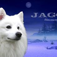 Samojedhund Jago007*i looove my self*