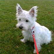 West highland white terrier sandi