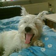 West highland white terrier sandi