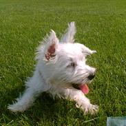 West highland white terrier sandi