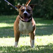 Amerikansk staffordshire terrier KWV's Ice Flame