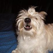 West highland white terrier sandi