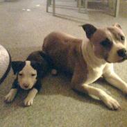 Amerikansk staffordshire terrier Tippe & Chelli