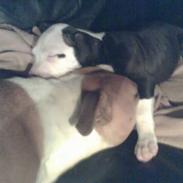 Amerikansk staffordshire terrier Tippe & Chelli