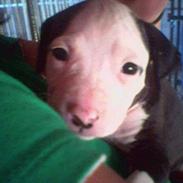 Amerikansk staffordshire terrier Tippe & Chelli