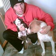 Amerikansk staffordshire terrier Tippe & Chelli