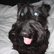 Skotsk terrier perle (king skot egly)RIP